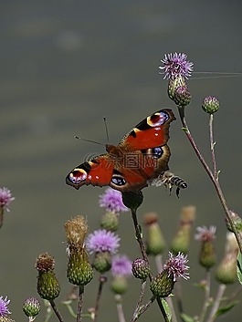 蝴蝶,蜜蜂,薊