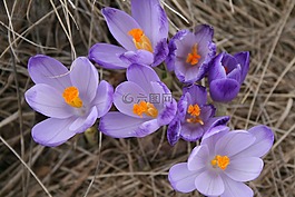 花,春天,紫色