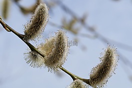 春天,科,牧場(chǎng)