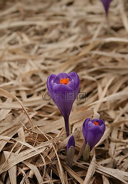 花,春天,紫色