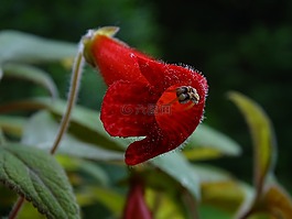 花,紅,宏