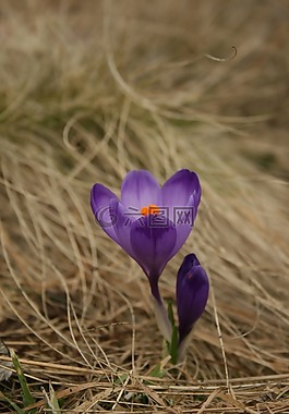 花,春天,紫色