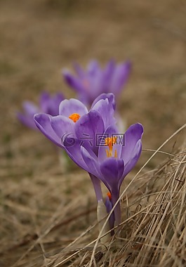 花,春天,紫色
