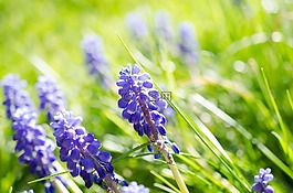 muscari,花,开花