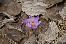 花,春天,紫色
