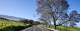景觀,路,綠色的田野