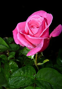 玫瑰,芽,在雨