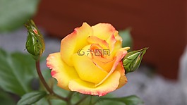 玫瑰,玫瑰園,玫瑰花