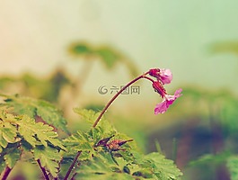 草藥,性質(zhì),花