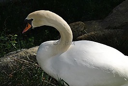 天鵝,動(dòng)物園,動(dòng)物