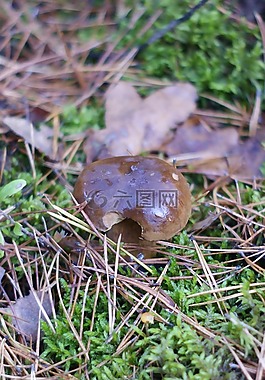 蘑菇,森林,樹