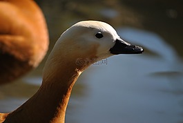 動(dòng)物,動(dòng)物園,鴨