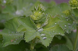 frauenmantel,药用植物,性质