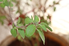 tulas,植物,自然