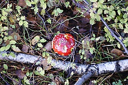毒菌,蘑菇,森林