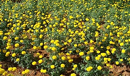 萬壽菊,鮮花,字段