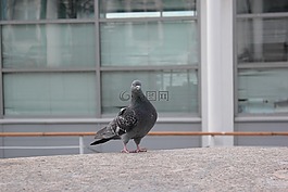 鳥,鴿子,翅膀