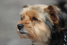 约克夏犬,狗,肖像