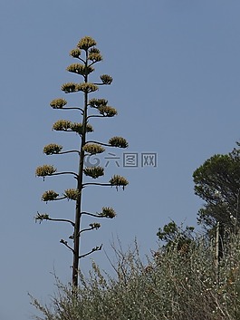 樹,行李箱,木材