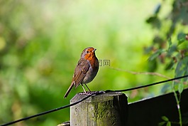 鳥(niǎo),知更鳥(niǎo),野生動(dòng)物