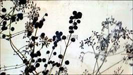 植物,側影,黑