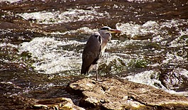 鳥(niǎo),鷺,自然