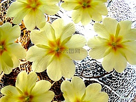 鲜花,春天的花朵,背景