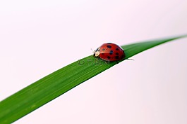 瓢蟲,草,昆蟲