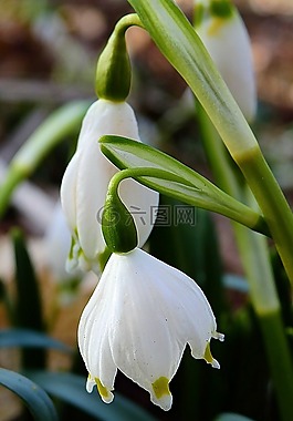 花,性質(zhì),在法院的