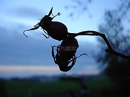 玫瑰果,性質(zhì),廠