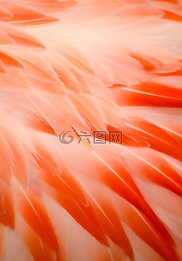 弗拉明戈,火烈鳥的羽毛,羽毛