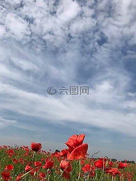 罌粟,klatschmohn,罌粟花