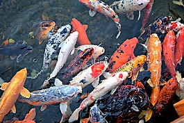 魚,錦鯉魚,亞洲