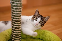 猫,眼睛,基蒂