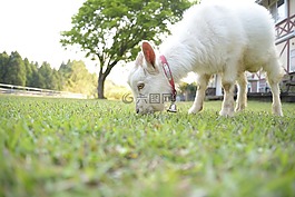 山羊,日本,夏季