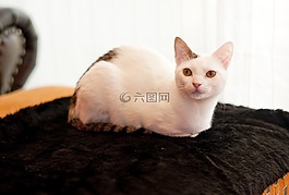 貓,小貓,動(dòng)物