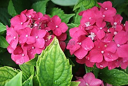 花園,花卉,舉報者