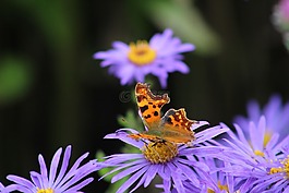 蝴蝶,逗號,花