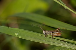 蚱蜢,草,森林