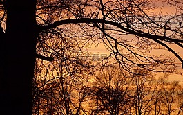 夕阳树,傍晚的天空,心情