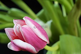 郁金香,春天,开花