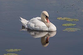 天鵝,鏡像,湖