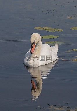 天鵝,鏡像,湖