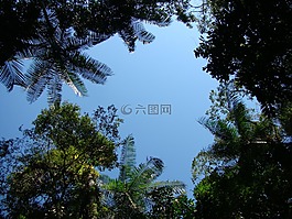 性質(zhì),葉,森林