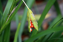 種子 pod,種子,自然