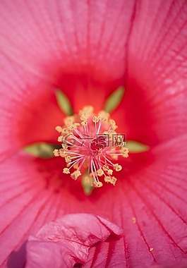 hybiscus,罗莎,花