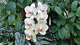 蘭花,加利福尼亞州,蝴蝶蘭