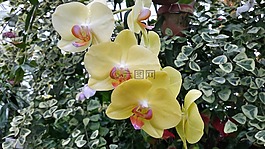 蘭花,黃色,植物學(xué)