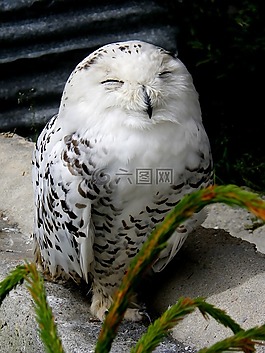雪鸮,白,鳥