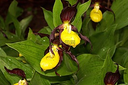 frauenschuh,花,廠